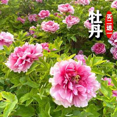 洛阳牡丹花种子四季盆栽重松叶大花洋瓣牡丹耐寒易活牡丹花籽