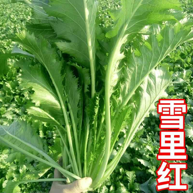雪里红雪里蕻种子雪菜咸菜小院蔬菜种子农家秋季冬天种植大叶菜籽