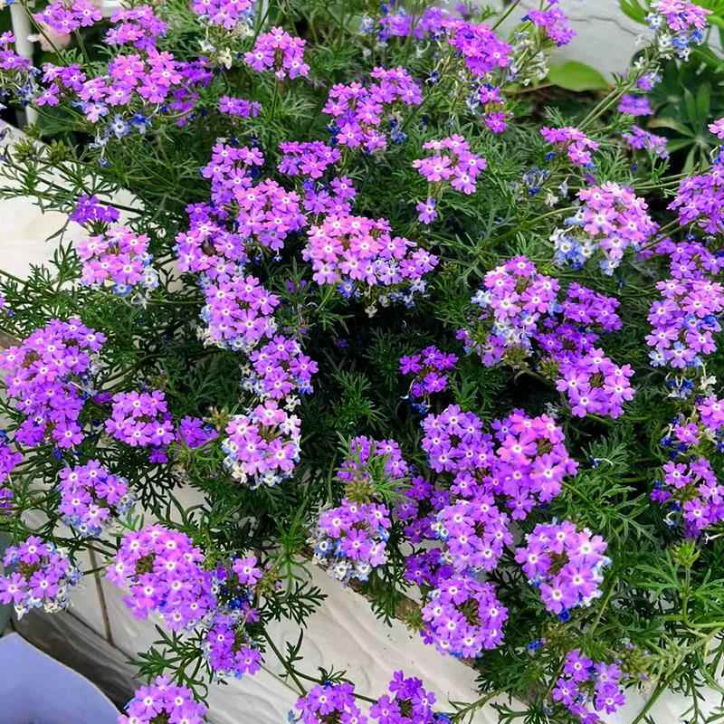 细叶匍匐樱种子绣球花羽裂马鞭草美女地被五色梅种籽阳台盆栽春秋