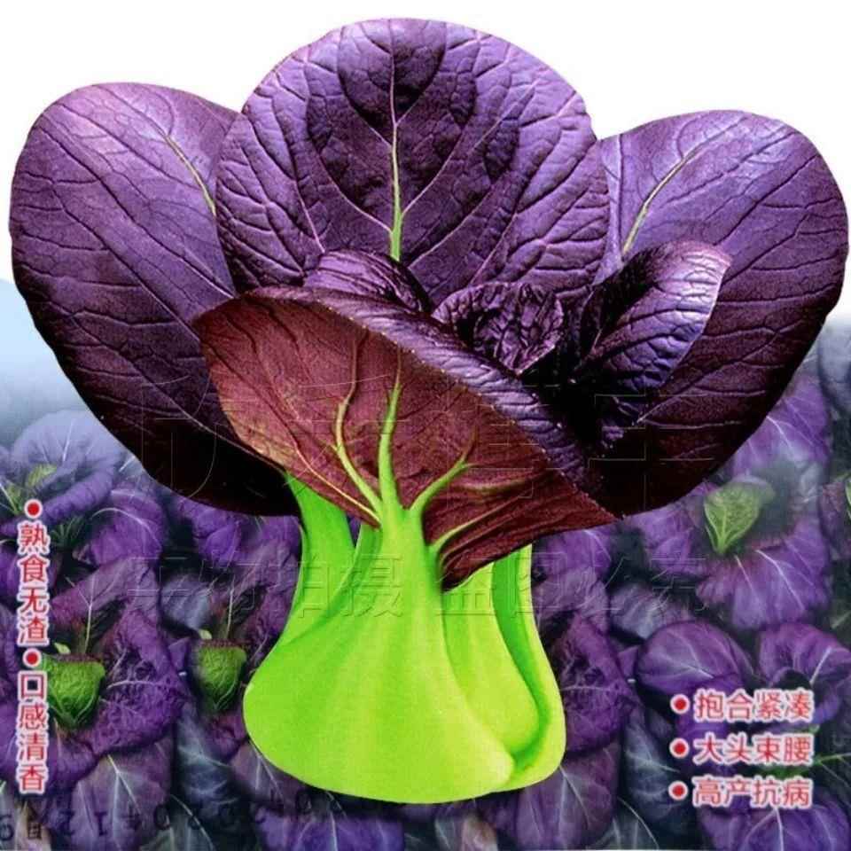 紫四季蔬菜种子大全上海青种子上海青精品苏州青油菜种植高产
