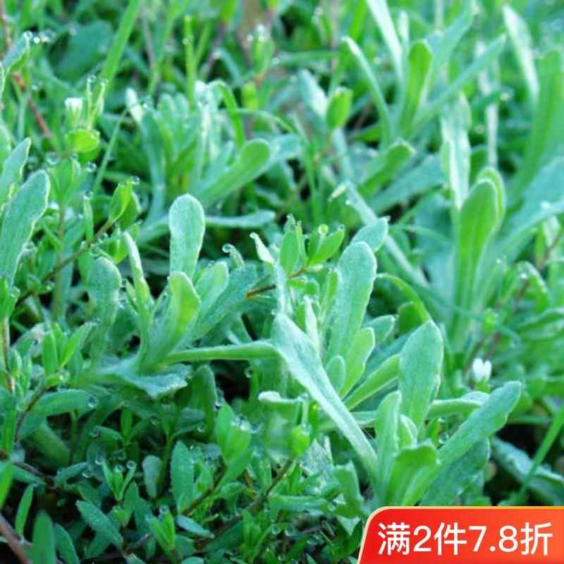 鼠曲草种子鼠曲草苗做粑粑食用新鲜黄花艾草团籽草种清明鼠曲草籽