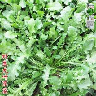 野菜 蔬菜种子籽阳台四季 盆栽特色蔬菜 荠菜药用播 野生荠菜种子