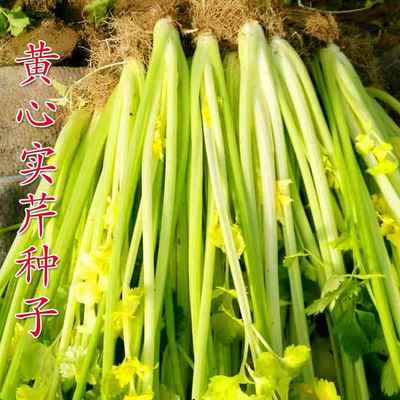 上海芹芹种菜栽香季细叶实四心心小黄籽种子盆大田庭院蔬菜种芹孑
