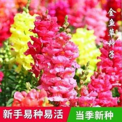 金鱼草种子形似花剑金鱼草种子阳台庭院户外多年生宿根植物花种子