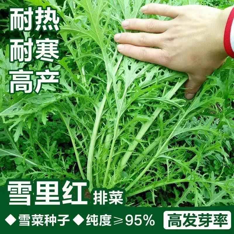 籽雪里种叶里蕻农红家雪菜蔬春不老雪菜种子菜排青高细产香子菜