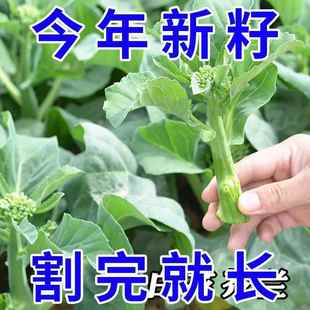 广东鸡腿芥兰种籽四季 蔬菜种子甜孑脆芥菜芥蓝菜阳台盆栽春秋新种