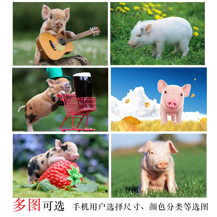 动物海报小猪儿童房间墙画装饰猪萌宠可爱小猪宠物海报动物贴墙画图片