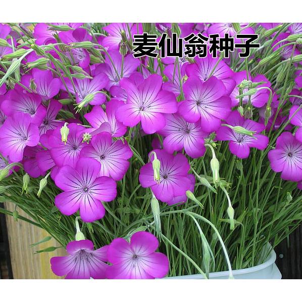 麦仙翁种子 景观易播耐旱易活种子 四季绿化花卉种子 包邮
