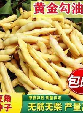 金钩油豆种子金黄勾东菜北种豆黄籽架无筋无早柴产黄色角熟高蔬子