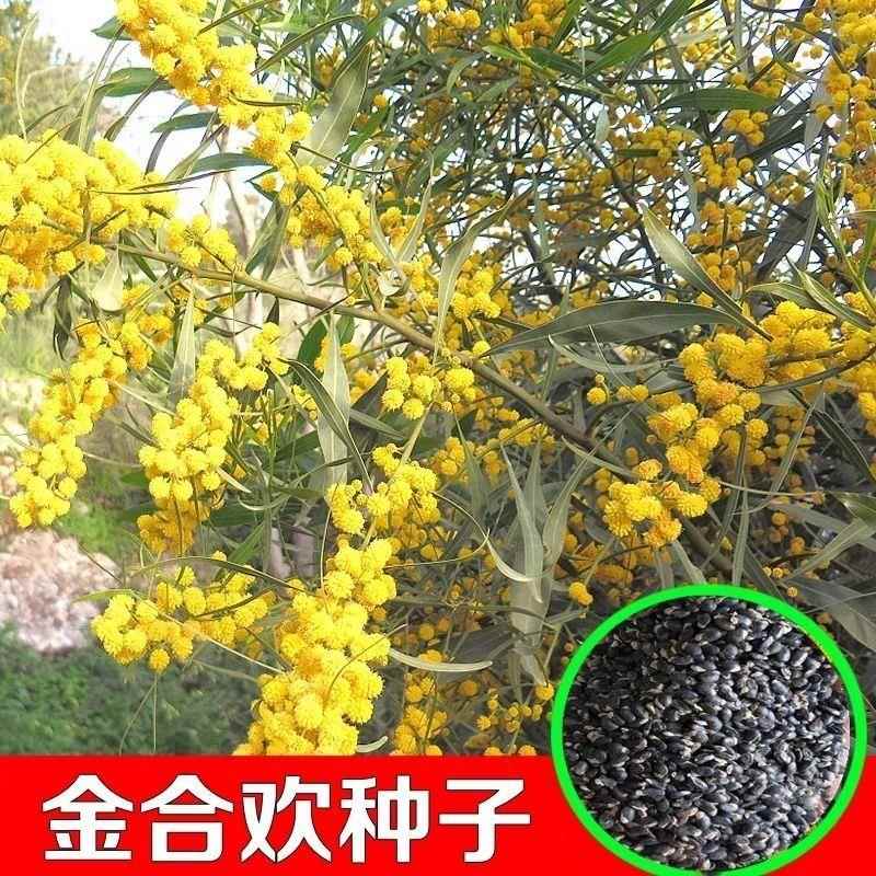 金合欢种子合欢树种子护边园林绿化鸭皂树庭院耐寒观赏合欢花种籽