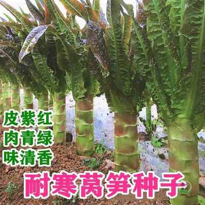 蔬莴种紫红莴家苣种籽秋尖川笋耐籽高产寒叶四春农田园冬菜种季子