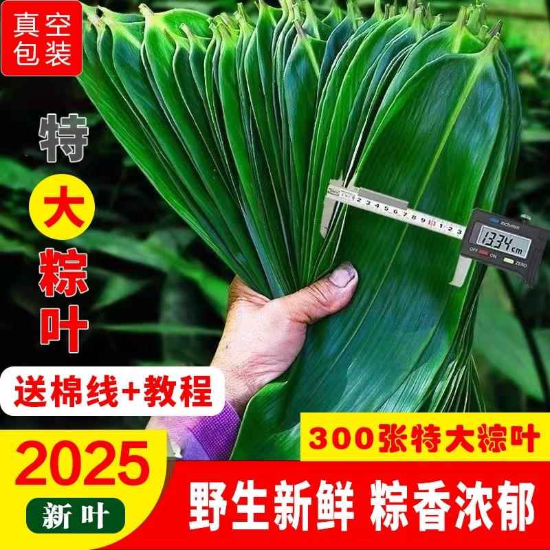 现货包粽子的叶子现摘粽子叶大叶大宽家用新鲜粽叶子箬叶真空包装