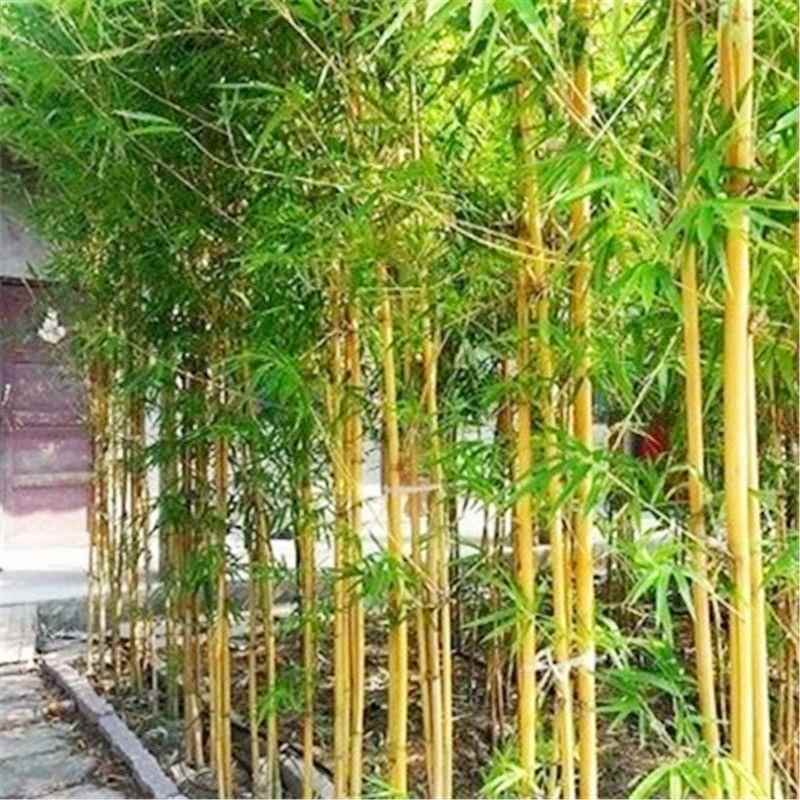 大型毛竹种子 紫竹 佛肚竹四季种竹子 竹竹食用竹笋大青竹 早雷籽