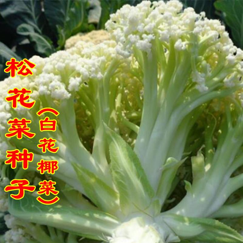 松菜花冬种种子兰花菜种秋菜花椰菜松四西菜蔬花籽花子种季白椰孑
