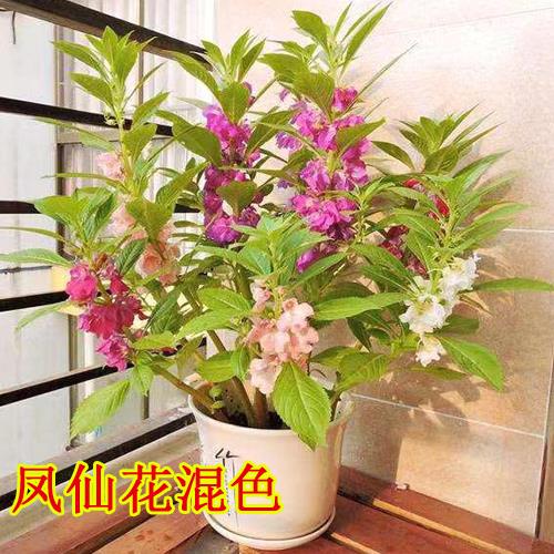 七彩凤仙花种子 茶花凤仙 非洲凤仙 四季易种花卉 指甲花 盆栽