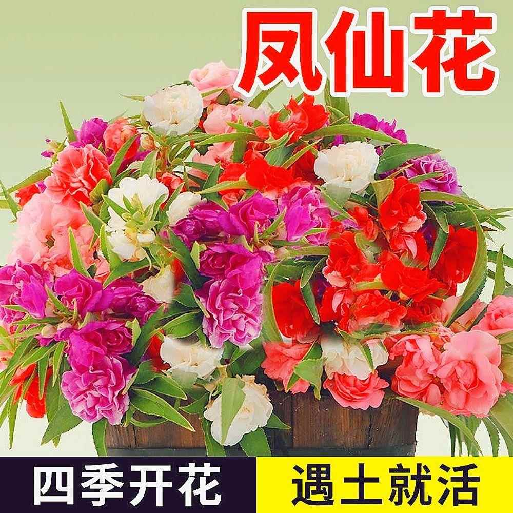 重瓣凤仙花种子混大色花凤仙花茶花四季播庭院阳台盆栽花卉种子籽