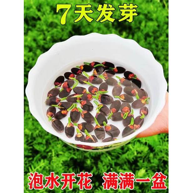 碗莲种子四季开花已开口水培植物睡莲荷花种子盆栽绿植花卉室内