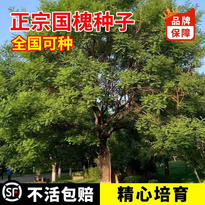 新采国槐种子速生刺槐树种子黄花槐红花槐刺槐种子紫穗槐国槐树籽
