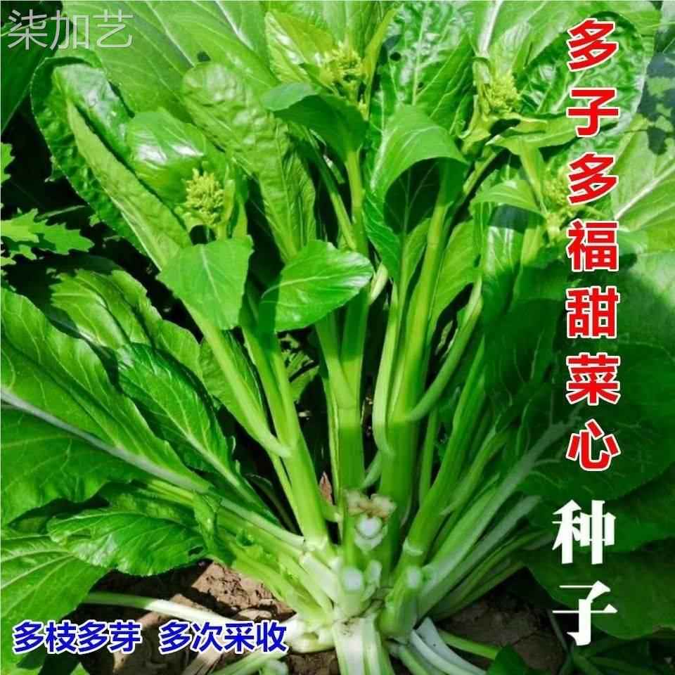 子福多种甜多特菜心心甜脆多苔熟白菜苔芽菜种菜子四早播菜蔬季子