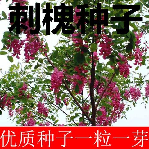种子包邮刺槐种子 红花刺槐 香花槐洋花槐四倍体 金叶刺槐白花