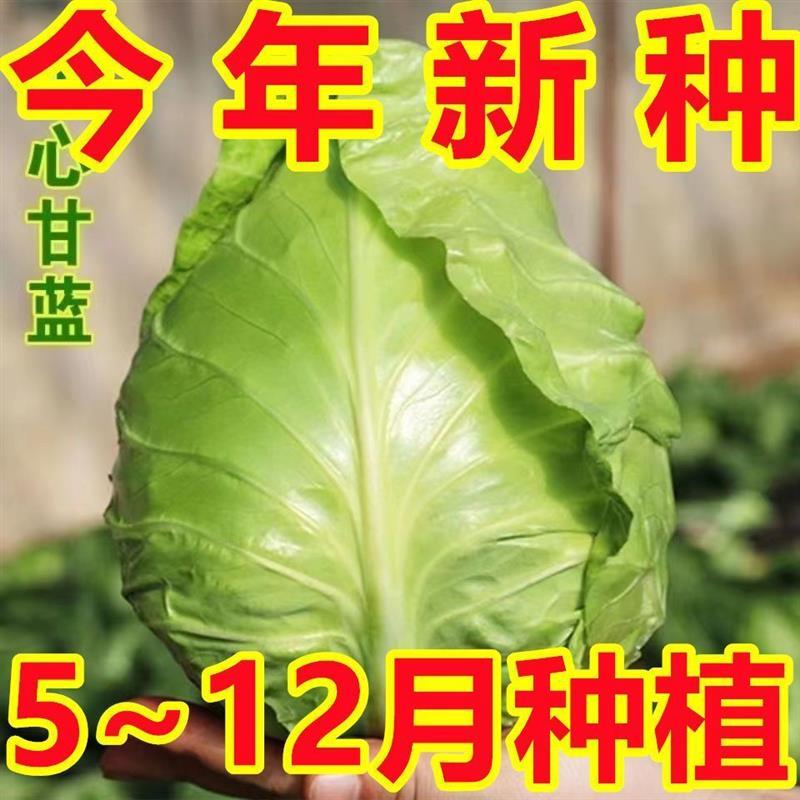 包甘蓝种子】正品尖包菜苗耐寒新鲜早熟特大高产卷心菜春牛心蔬菜