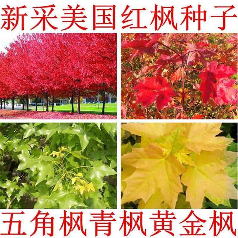 进口 美国红枫种子 秋火焰种子 四季红 日本红枫种子 黄金枫种子