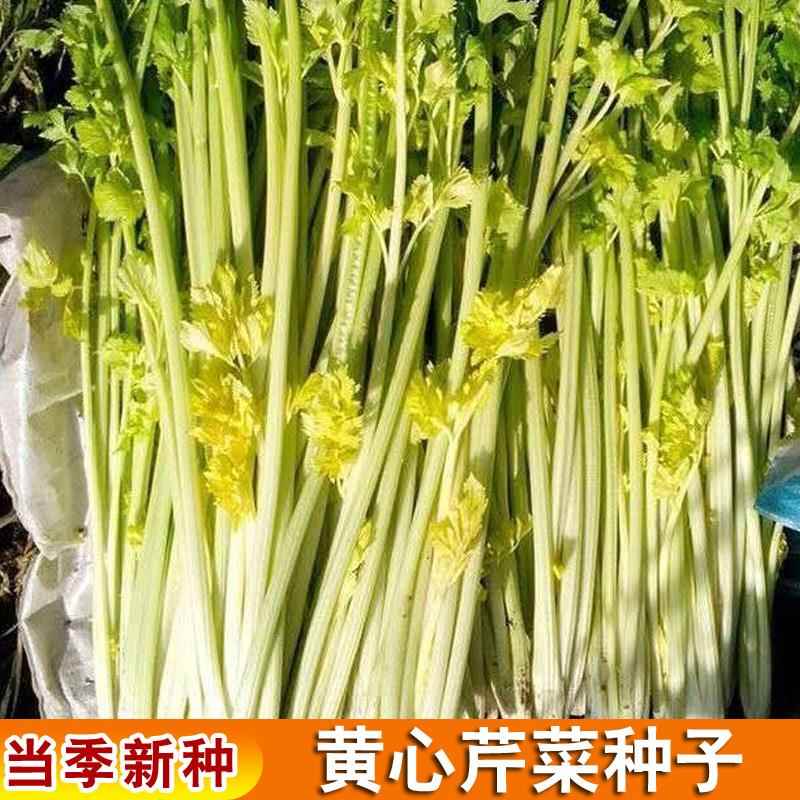 四季黄心芹芹菜种子孑芹菜小香芹种籽家庭园艺蔬菜四季播种籽实心