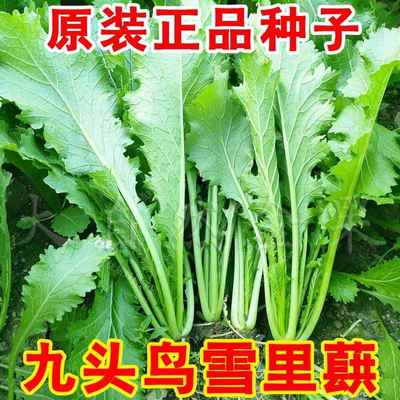 正宗雪里红雪里蕻种子大叶排菜种籽九头鸟农家腌制蔬菜种孑芥菜叶