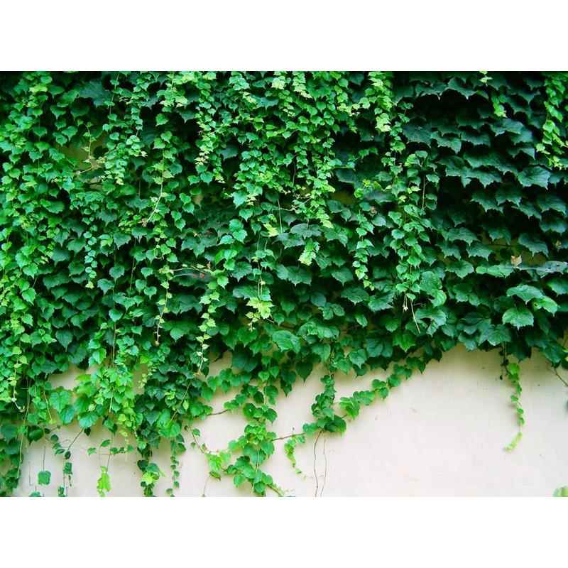 爬山虎种子阳台花卉爬藤种子爬墙虎种子庭院绿化攀援爬藤草花种子