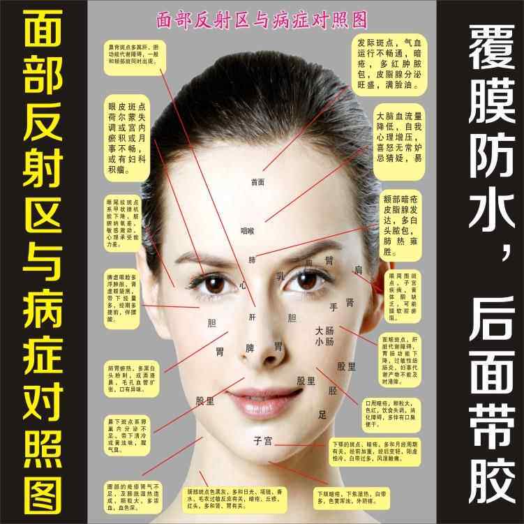 美容院挂图面部刮痧护理拨筋反射区挂画海报展板脸部穴位图包邮