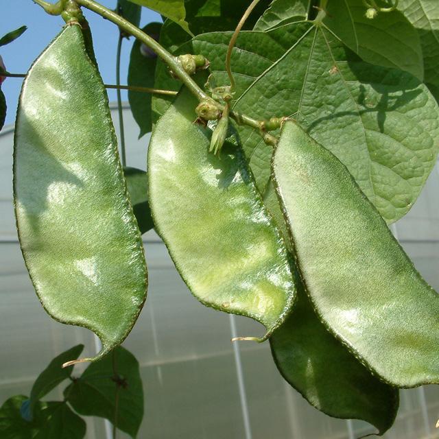 豆菜角种孑豆眉豆种连续绿结猪朵耳角果种梅蔬籽种大孑子田