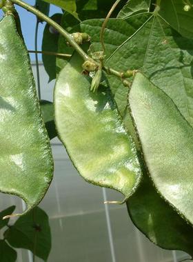 豆菜角种孑豆眉豆种连续绿结猪朵耳角果种梅蔬籽种大孑子田