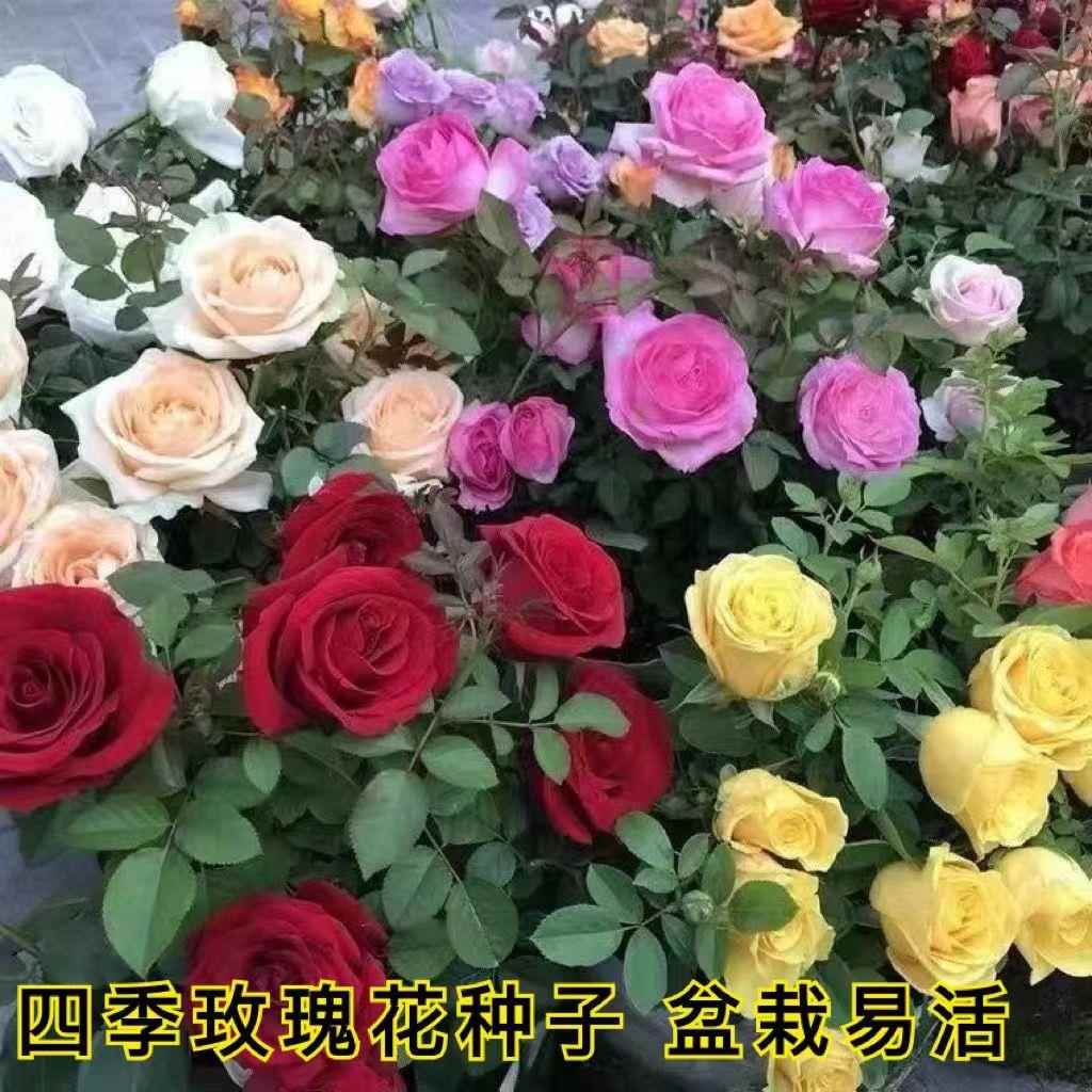 【新疆包邮】玫瑰花种子重瓣浓香大花四季庭院阳台盆栽月季花卉种