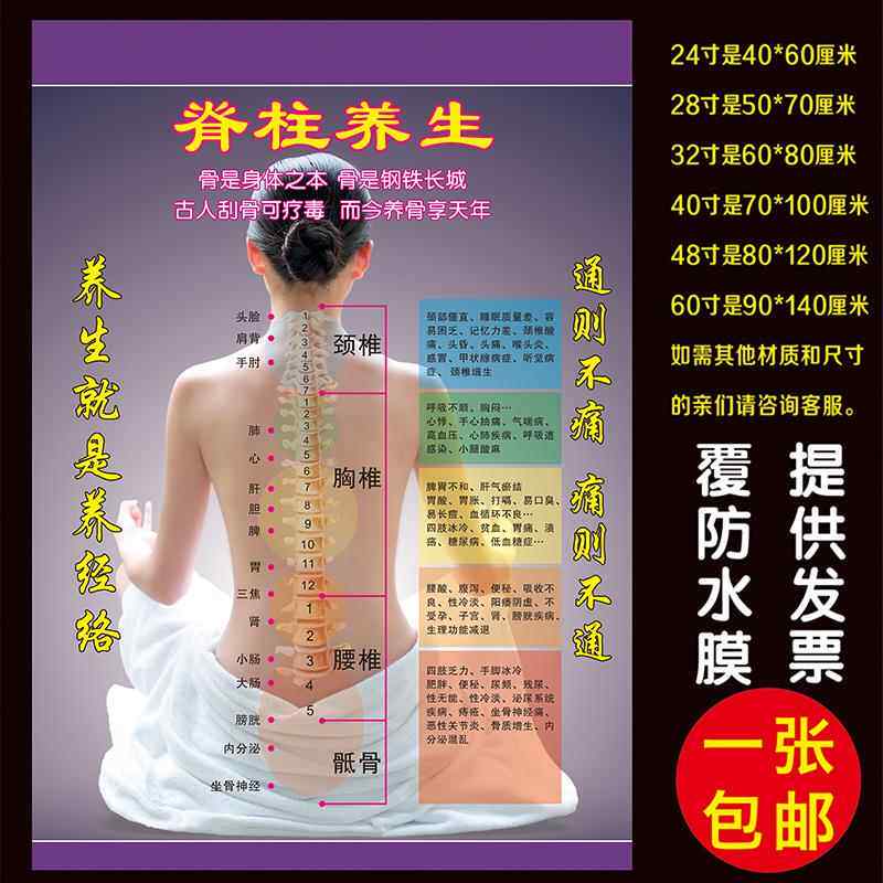 中医养生图片挂图宣传画养生馆美容院海报脊柱人体背部经络穴位图
