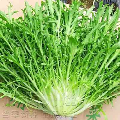 兰叶苣荷黄菜心细菊种籽种花叶碎苦叶子苦苣苦蔬帝菜皇大四叶季播