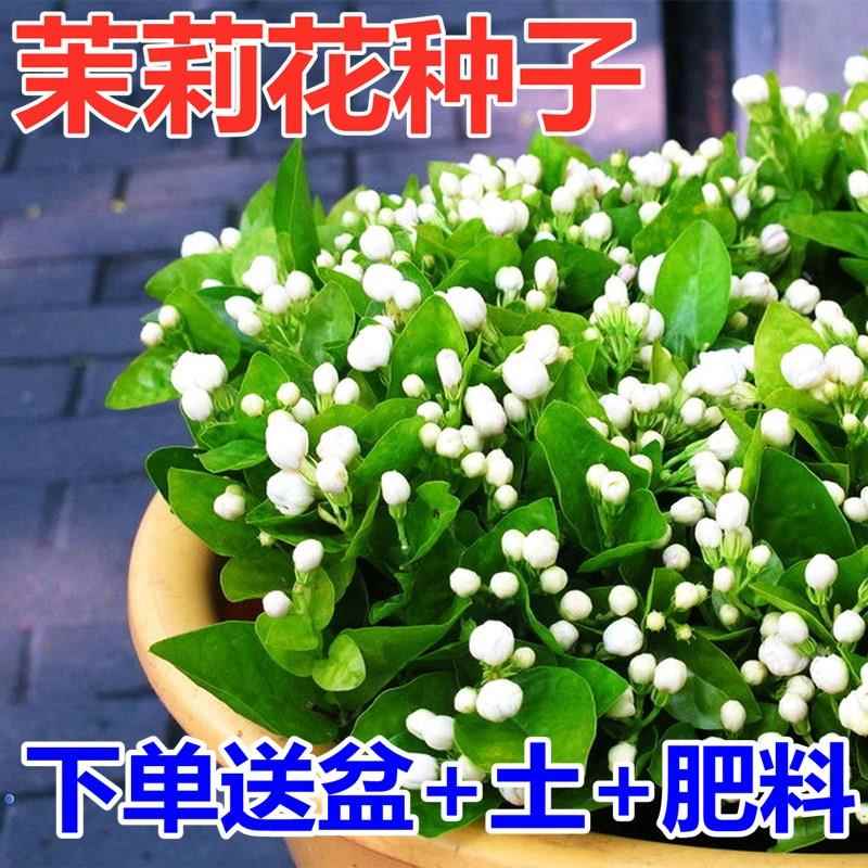 白茉莉花种子阳台室内四季好养活易芳香太阳花满天星草莓番茄种籽