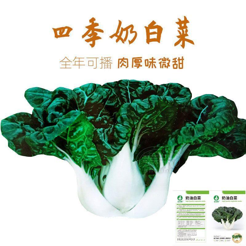 原装 奶油白菜奶白 黑叶矮脚种子菜种籽四季播脆甜小白菜蔬菜种子