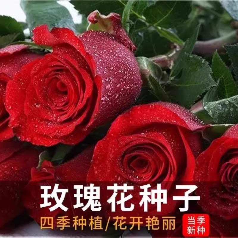 玫瑰花种籽子四季多年生盆栽花种籽播种开花室内室外阳台耐寒秧苗