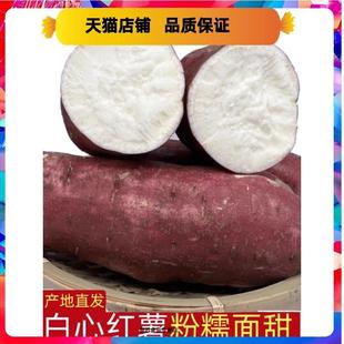 现货河南白心板栗薯红皮干面地瓜新鲜白瓤山芋白薯干心番薯白芯红
