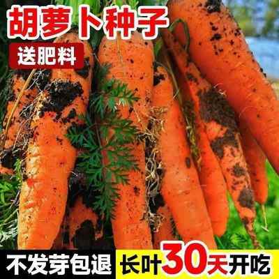 水胡草台子兔萝蔬菜种子桃种萝卜阳孑种籽四樱季卜红盆栽子种果籽