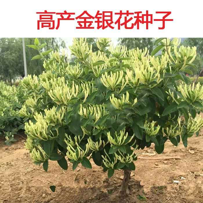 金银花种子 四季忍冬 中药材可食用泡茶种子金银花药用植物包邮