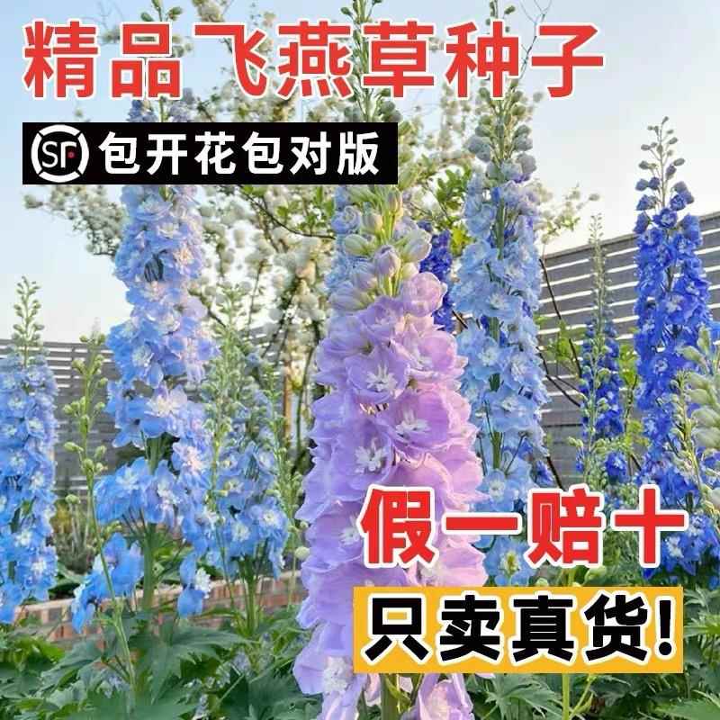 大花飞燕草花种子孑四季鸽子花翠雀种籽庭院宿根盆栽室内外花种籽