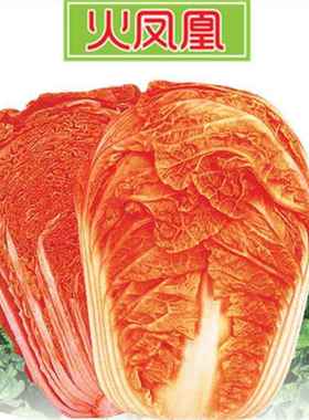 正宗火凤凰大田种子橘红心大白菜金黄色抗高产病农家大白菜易种植