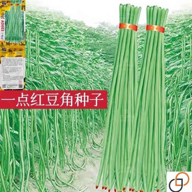 塌豇点红季豆角春种种子特籽长架四压豆一秋冬季季豆菜大全蔬孑