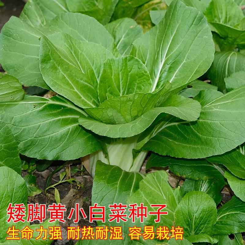 脚矮小白孑季种种奶子四菜季黄耐耐热秋白冬寒大田菜白种梗青菜籽