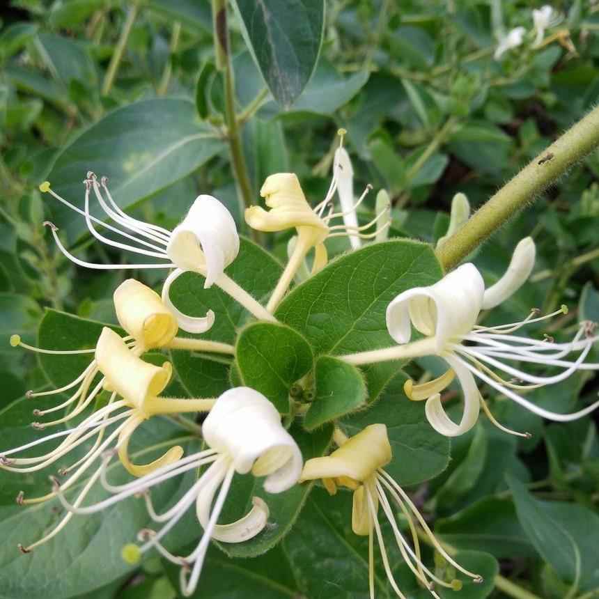 金银花种子 四季花籽金银 室内阳台庭院可播盆栽花卉植物种籽包邮