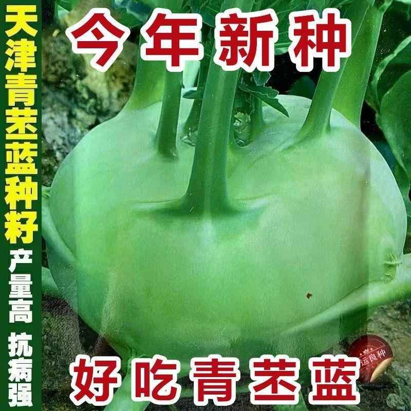 菜今年新种】四季水果苤兰种子皮兰菜翠玉青苤蓝【球蔬菜种子