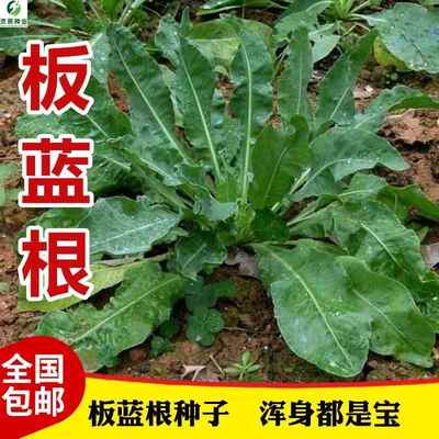 中药材种子食用特色野菜大青叶板蓝根种籽四季蔬菜孑阳台盆栽春季