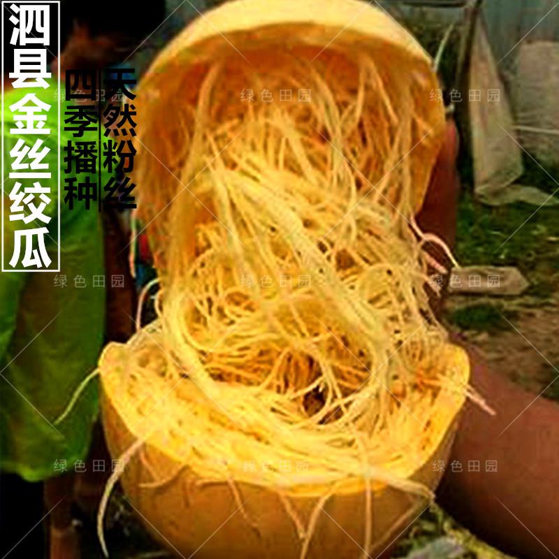高正泗宗县金丝瓜然绞种子蔬粉丝春种秋四季播果菜孑蔬籽早熟天产