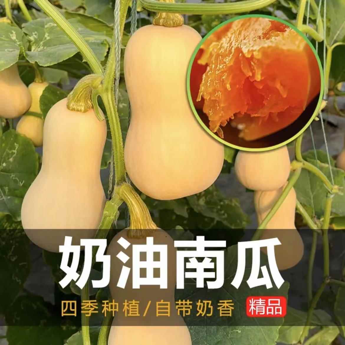 廷奶油瓜阿种子 栗甜菜糯根板种本产南瓜种籽高色特蔬子四南蜜季